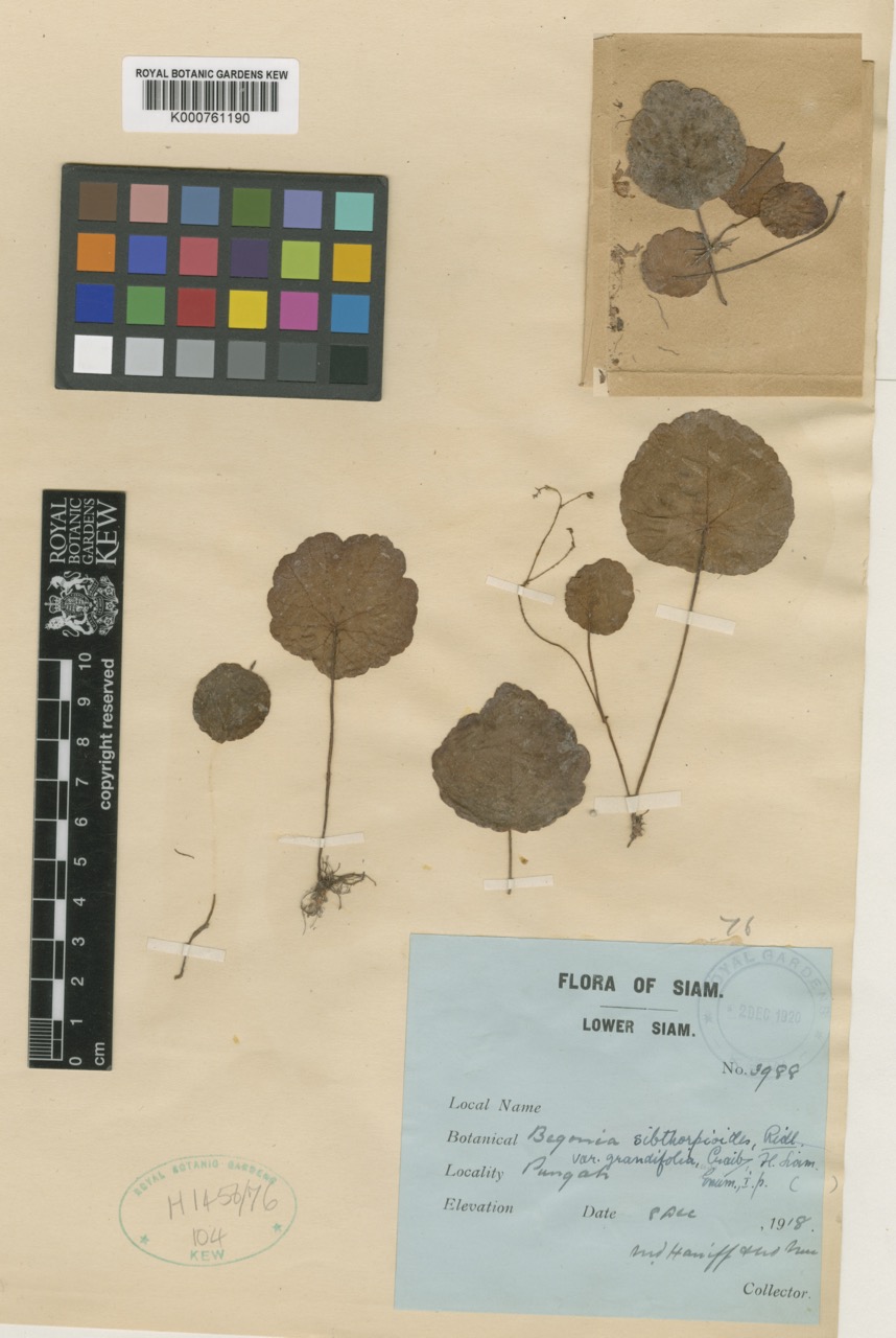 B. sibthorpioides var. grandiflora